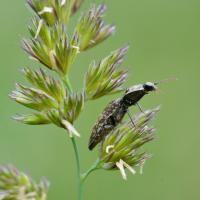 Agrypnus murinus