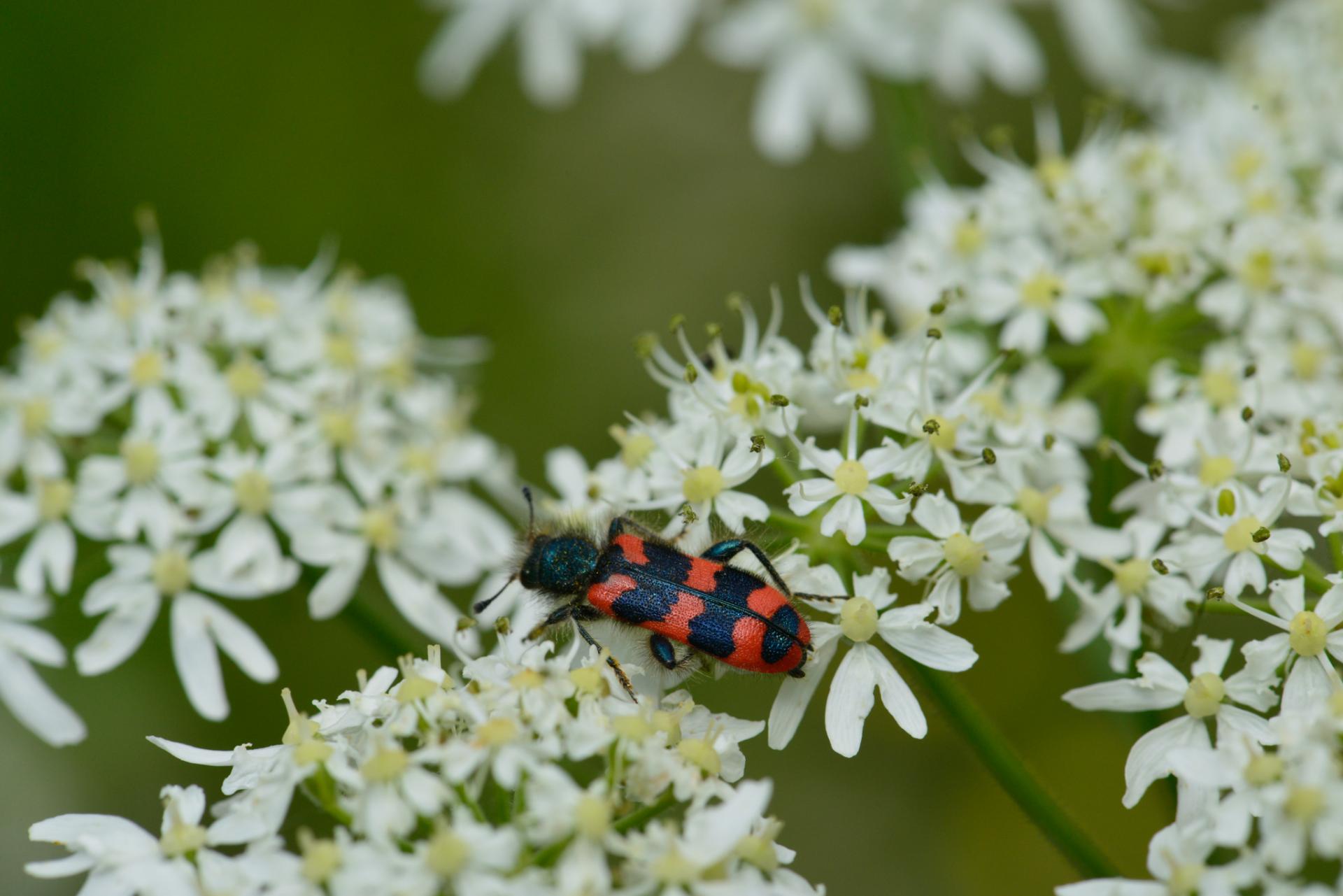 Trichodes alvearius