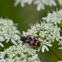 Trichodes alvearius