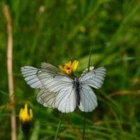 Aporia crataegi