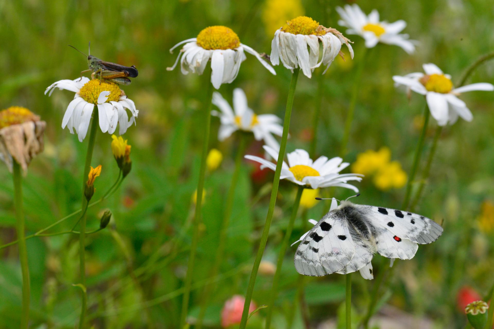 Parnassius apollo
