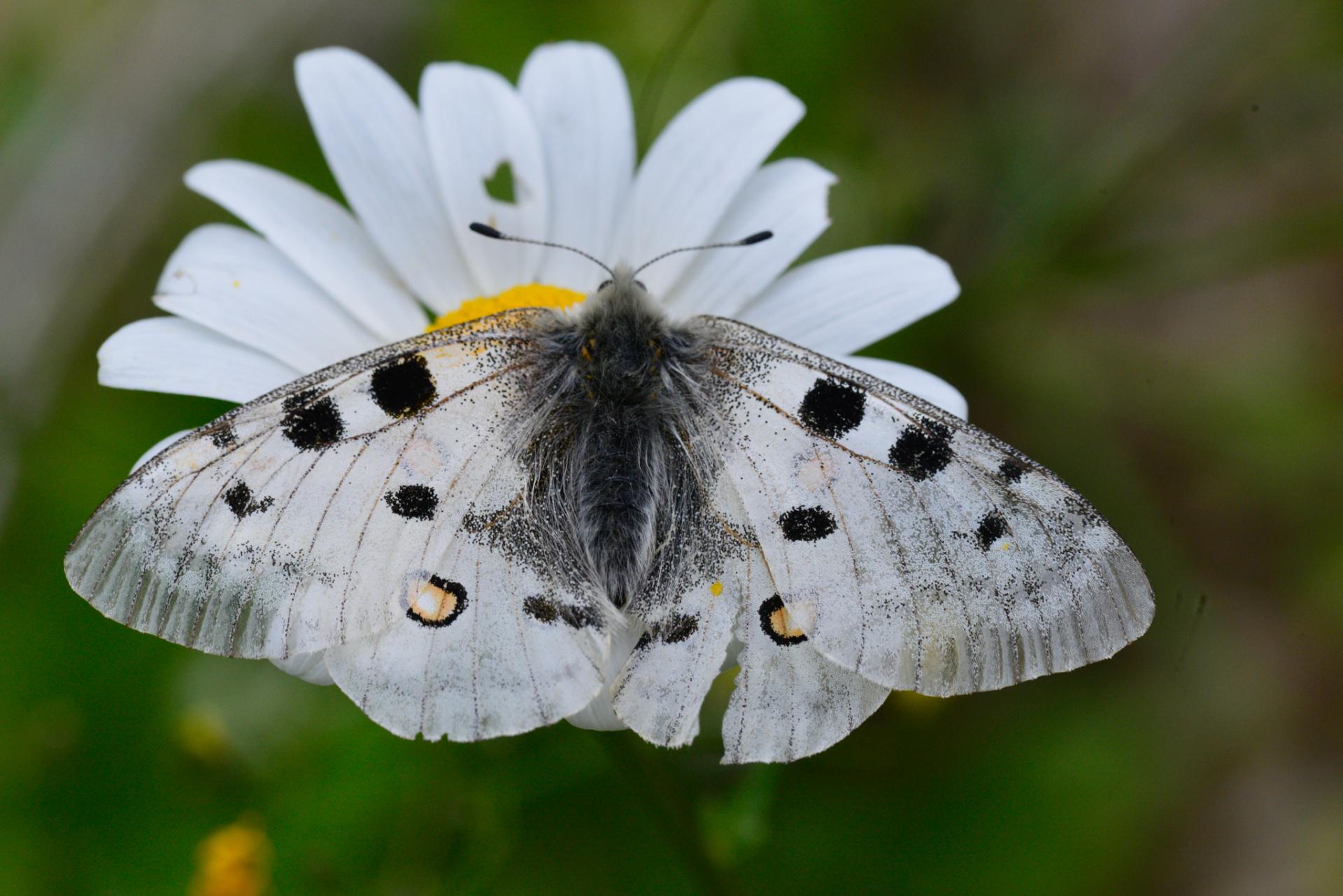 Parnassius apollo