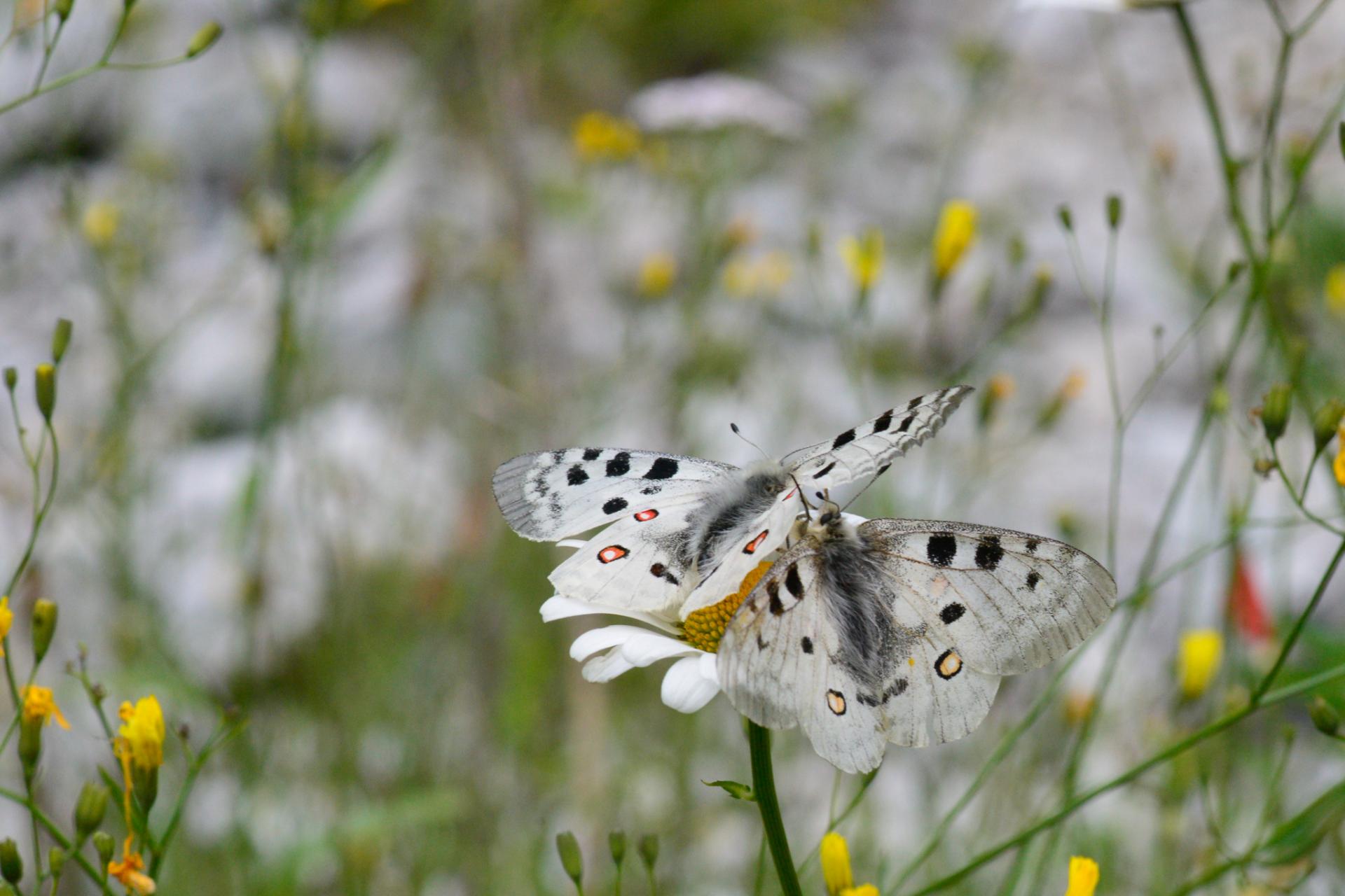 Parnassius apollo