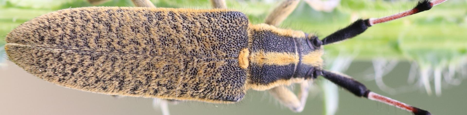 Agapanthia dhali