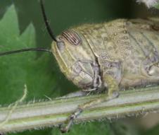 Anacridium aegyptium photo page de garde