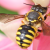 Le calendrier 2025 Isère pour l'élaboration d'une liste rouge des abeilles sauvages en Auvergne Rhône-Alpes