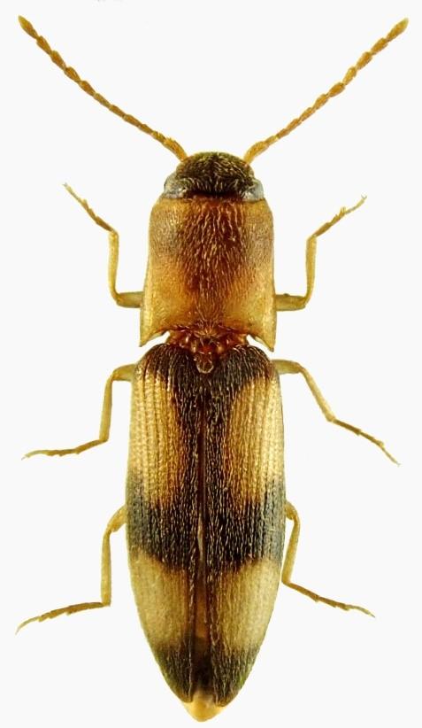 Betarmon bisbimaculatus