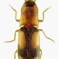 Betarmon bisbimaculatus