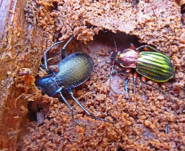 Carabus problematicus et auritorens