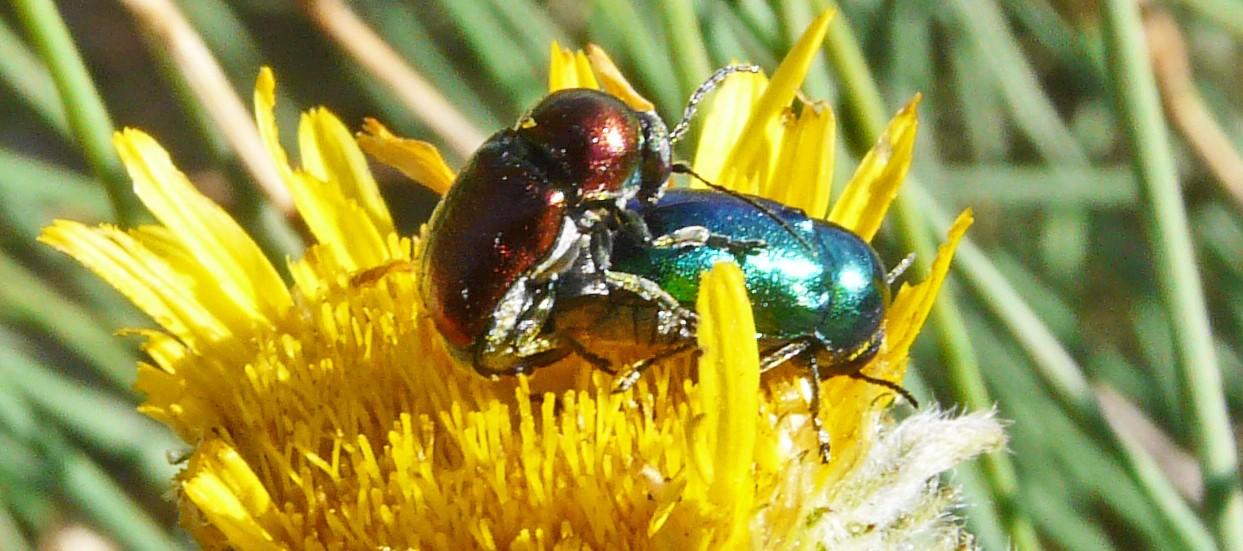 Cryptocephalus sp gc