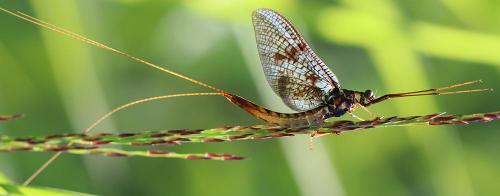 Ephemera vulgata