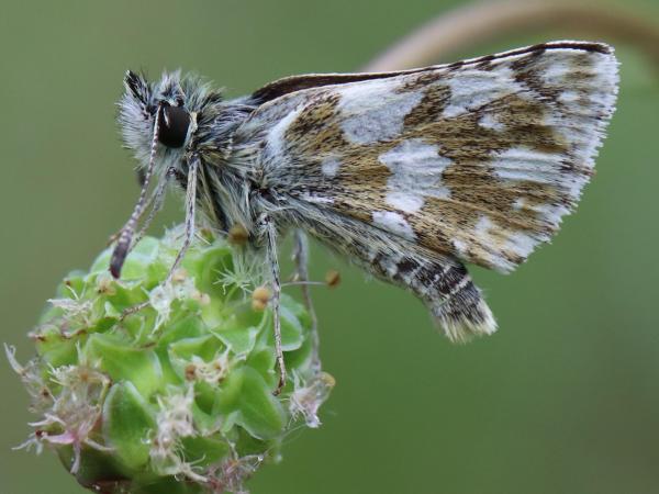 Spalia Satorius