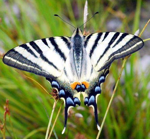 Iphiclides podalirius