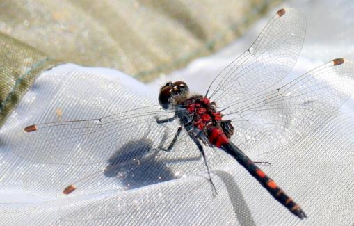 Leucorrhinia dubia