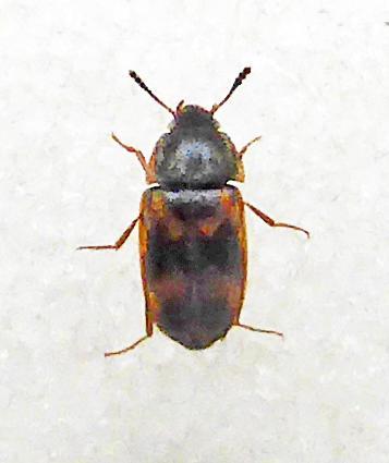 Litargus s st connexus