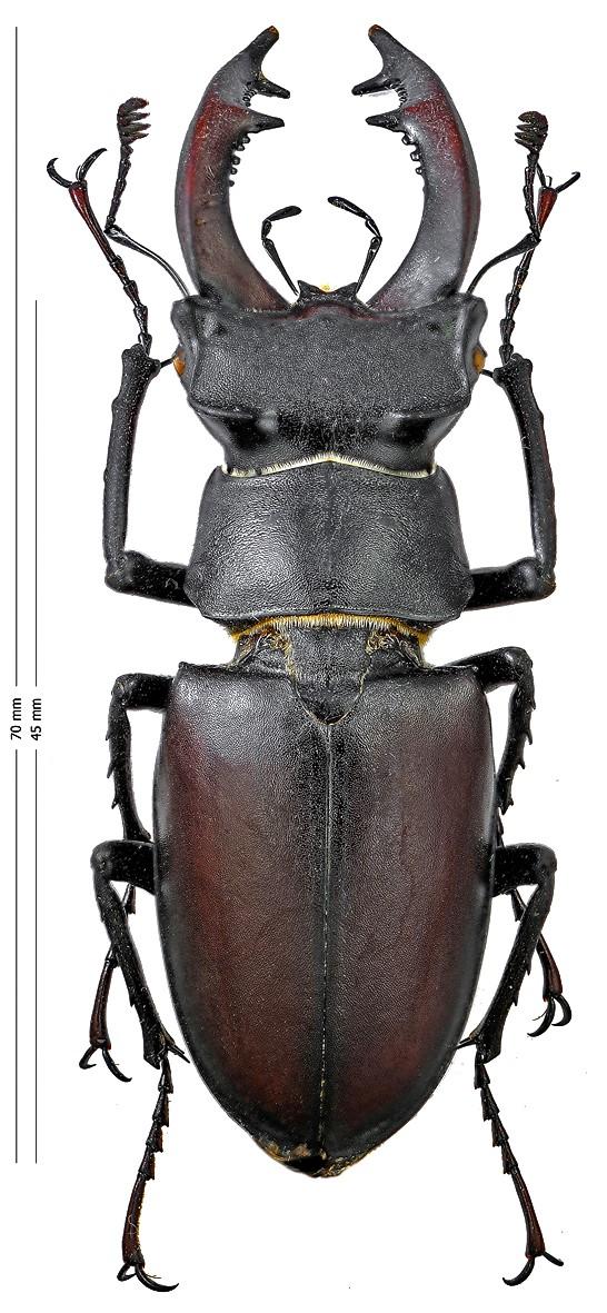 Lucanus cervus
