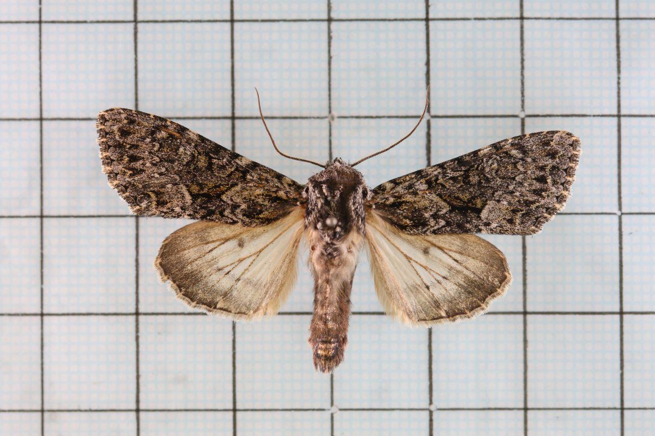 Mniotype aulombardi noctuidae