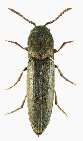 Nematodes filum f 1801 vif f38 la rivoire rn drac polytrap 4 15vii a 20viii 2020 photo jlo