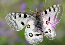Parnassius apollo
