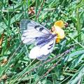 Parnassius mnemosyne gerard collomb 2 07 2019 mont cenis
