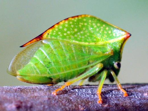 Stictocephala bisonia