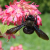 Participez à l'élaboration d'une liste rouge des abeilles en Isère !