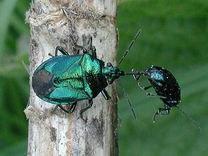 Zicrona caerulea